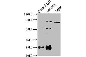 Immunoprecipitating MCCC1 in HEK293 whole cell lysate Lane 1: Rabbit control IgG instead of ABIN7159631 in HEK293 whole cell lysate. (MCCC1 antibody  (AA 526-725))