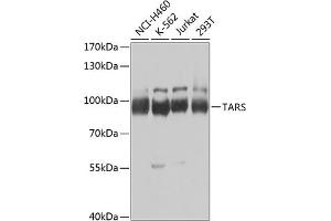 Western blot analysis of extracts of various cell lines, using TARS Antibody (ABIN6132713, ABIN6148858, ABIN6148859 and ABIN6222758) at 1:1000 dilution. (TARS antibody  (AA 1-230))