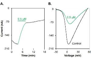ω-conotoxin MVIIC-Biotin inhibits CaV2.