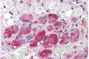 Human Adrenal (formalin-fixed, paraffin-embedded) stained with Calmodulin antibody ABIN364349 at 10 ug/ml followed by biotinylated anti-mouse IgG secondary antibody ABIN481714, alkaline phosphatase-streptavidin and chromogen. (Calmodulin 1 antibody  (AA 1-149))