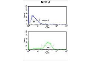 Flow cytometry analysis of MCF-7 cells using DAGLB Antibody (Center) Cat. (DAGLB antibody  (Middle Region))