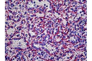 Anti-VWF antibody IHC of human spleen, endothelium. (VWF antibody  (FITC))