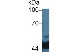 Detection of IDH1 in Porcine Liver lysate using Monoclonal Antibody to Isocitrate Dehydrogenase 1, Soluble (IDH1) (IDH1 antibody  (AA 74-333))