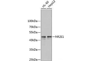 Western blot analysis of extracts of various cell lines using NR2E1 Polyclonal Antibody at dilution of 1:1000. (NR2E1 antibody)