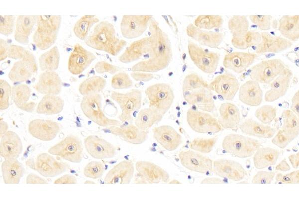 SFRP1 antibody  (AA 32-314)