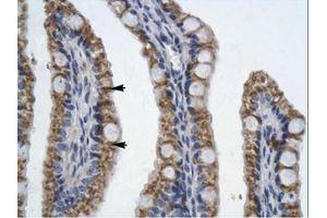 Image no. 1 for anti-Paired-Like Homeodomain 2 (PITX2) (AA 20-69) antibody (ABIN202245) (PITX2 antibody  (AA 20-69))