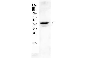 Western blot analysis of Connexin 45/GJA7  using anti- Connexin 45/GJA7  antibody .