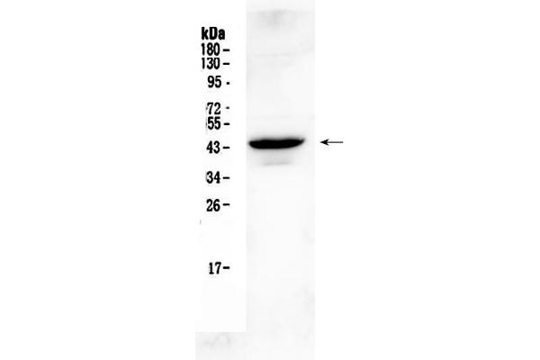 GJC1 Antikörper  (N-Term)