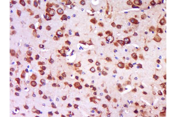 TRIT1 antibody  (AA 121-220)
