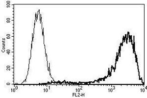 A typical staining pattern with the B-A38 monoclonal antibody of U266 cell line (Syndecan 1 antibody  (Biotin))