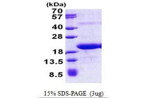 Mediator Complex Subunit 21 (MED21) (AA 1-144) protein (His tag)