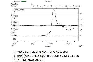 Image no. 1 for Thyroid Stimulating Hormone Receptor (TSHR) (AA 22-413) protein (His tag) (ABIN3134134) (TSH receptor Protein (AA 22-413) (His tag))
