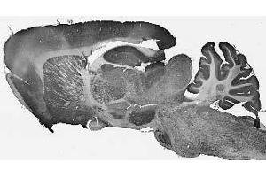 Adult rat brain immunohistochemistry.