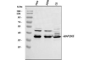 Western blot analysis of MKK6/MAP2K6 using anti-MKK6/MAP2K6 antibody (ABIN5518934).