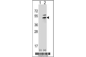 Western blot analysis of PRKAR2B using rabbit polyclonal PRKAR2B Antibody (G46) using 293 cell lysates (2 ug/lane) either nontransfected (Lane 1) or transiently transfected (Lane 2) with the PRKAR2B gene. (PKA 2 beta (AA 32-62), (N-Term) antibody)