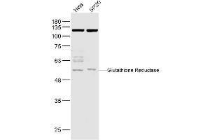 Lane 1: Hela lysates Lane 2: Sp2/0 lysates probed with Glutathione Reductase Polyclonal Antibody, Unconjugated  at 1:1000 dilution and 4˚C overnight incubation. (Glutathione Reductase antibody  (AA 421-522))