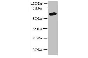 Western blot All lanes: FAM149B1 antibody at 3 μg/mL + Mouse liver tissue Secondary Goat polyclonal to rabbit IgG at 1/10000 dilution Predicted band size: 65, 59 kDa Observed band size: 65 kDa