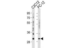 Western blot analysis of lysate from mouse C2C12, rat PC-12 cell line using Bcl-2 antibody diluted at 1:500 for each lane. (Bcl-2 antibody  (AA 75-110))