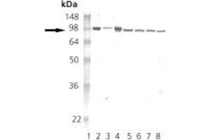 Western blot analysis of HSP90: Lane 1: MW marker, Lane 2: HSP90 native protein , Lane 3: HSP90b recombinant protein , Lane 4: HSP90alpha recombinant protein , Lane 5: HeLa (HS), Lane 6: L-929 (HS), Lane 7: Rat-2 (HS), Lane 8:RK-13 (HS). (HSP90 antibody)