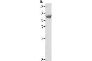 Gel: 8 % SDS-PAGE, Lysate: 40 μg, Lane: HT29 cells, Primary antibody: ABIN7129340(EIF2AK3 Antibody) at dilution 1/500, Secondary antibody: Goat anti rabbit IgG at 1/8000 dilution, Exposure time: 1 minute (COQ3 antibody)