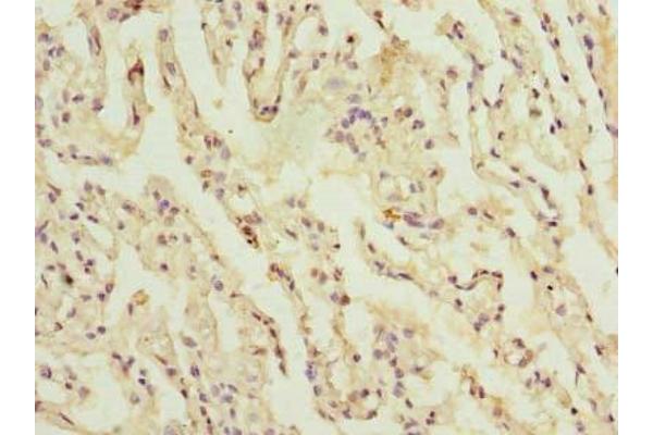 C1orf114 antibody  (AA 91-280)