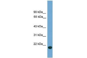 WB Suggested Anti-C9orf40 Antibody Titration: 0. (C9orf40 antibody  (Middle Region))