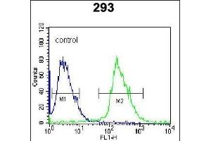 Kallikrein 6 (KLK6) Antibody (N-term) (ABIN652195 and ABIN2840741) flow cytometric analysis of 293 cells (right histogram) compared to a negative control cell (left histogram).