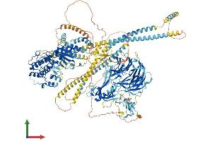 AlphaFold protein structure predicition of Human Recombinant CDC42BPG Protein, UniprotID Q6DT37
