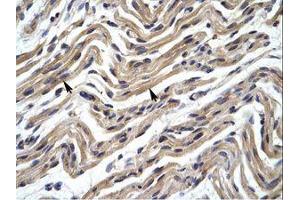 Image no. 1 for anti-YY1 Transcription Factor (YY1) (AA 274-323) antibody (ABIN6735976) (YY1 antibody  (AA 274-323))