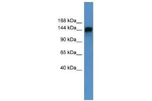 PITPNM1 antibody used at 0.