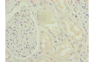 Immunohistochemistry of paraffin-embedded human kidney tissue using ABIN7151390 at dilution of 1:100 (ENPP6 antibody  (AA 31-330))