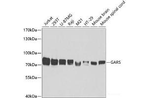 Western blot analysis of extracts of various cell lines using GARS Polyclonal Antibody at dilution of 1:5000. (GARS antibody)