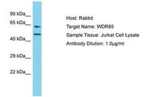 Image no. 1 for anti-Diphthamide Biosynthesis 7 (DPH7) (AA 22-71) antibody (ABIN6750735)