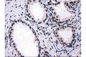 Image no. 2 for anti-Replication Protein A2, 32kDa (RPA2) antibody (ABIN1500736) (RPA2 antibody)