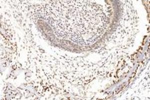 Immunohistochemistry (Paraffin-embedded Sections) (IHC (p)) image for anti-Growth Differentiation Factor 6 (GDF6) antibody (ABIN7074132)