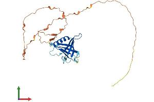Protein Structure (PS) image for WBP2 N-terminal Like (WBP2NL) (AA 1-309) protein (His tag) (ABIN7545124)