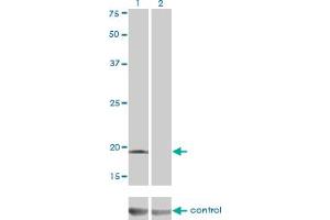 DCMP Deaminase (DCTD) (AA 69-179) antibody