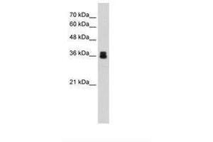 Image no. 1 for anti-Pirin (PIR) (AA 213-262) antibody (ABIN203309) (Pirin antibody  (AA 213-262))