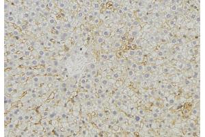 Immunohistochemistry (IHC) image for anti-Mitochondrial Ribosomal Protein L44 (MRPL44) antibody (ABIN6258520)