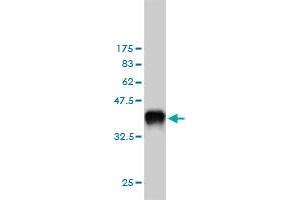 Western Blotting (WB) image for anti-Endothelin 1 (EDN1) (AA 113-212) antibody (ABIN560688)