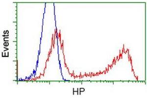 HEK293T cells transfected with either RC223612 overexpress plasmid (Red) or empty vector control plasmid (Blue) were immunostained by anti-HP antibody (ABIN2453140), and then analyzed by flow cytometry. (Haptoglobin antibody)