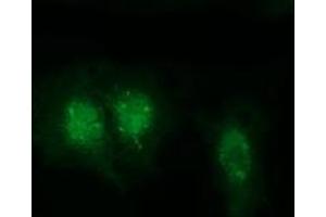 Anti-RABL2A mouse monoclonal antibody (ABIN2453574) immunofluorescent staining of COS7 cells transiently transfected by pCMV6-ENTRY RABL2A (RC211854). (RABL2A antibody)