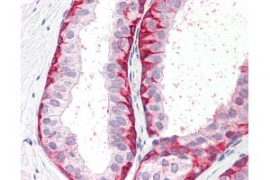 Anti-BRN2 / POU3F2 antibody IHC staining of human prostate. (POU3F2 antibody  (C-Term))