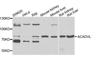 Western blot analysis of extracts of various cell lines, using ACADVL antibody (ABIN5995388) at 1/1000 dilution. (ACADVL antibody)