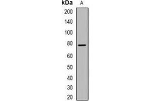 Western blot analysis of GRP78 expression in NIH3T3 (A) whole cell lysates. (GRP78 antibody  (C-Term))