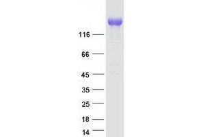 Validation with Western Blot (MRC2 Protein (Myc-DYKDDDDK Tag))