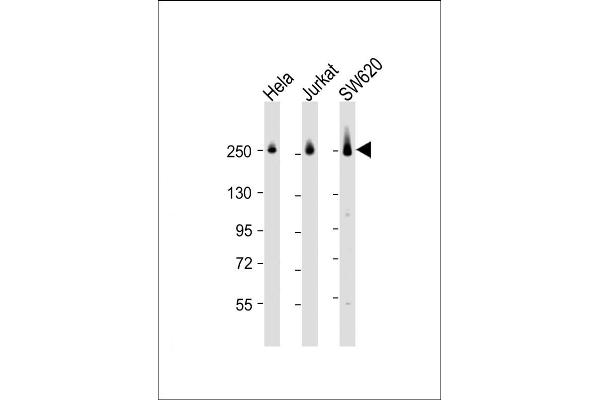 CAD antibody  (AA 780-809)