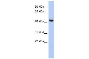 EXOC4 antibody used at 1 ug/ml to detect target protein. (Sec8 antibody  (N-Term))