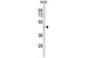 Western blot analysis of ACR Antibody (Center) in T47D cell line lysates (35 µg/lane). (Acrosin antibody  (Middle Region))