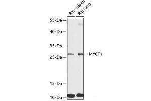 Western blot analysis of extracts of various cell lines using MYCT1 Polyclonal Antibody at dilution of 1:3000. (Myc Target 1 antibody)